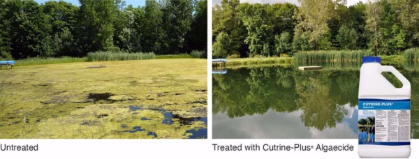 Cutrine® Plus Algaecide and Herbicide - Image 5