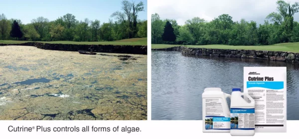 Cutrine® Plus Algaecide and Herbicide - Image 4